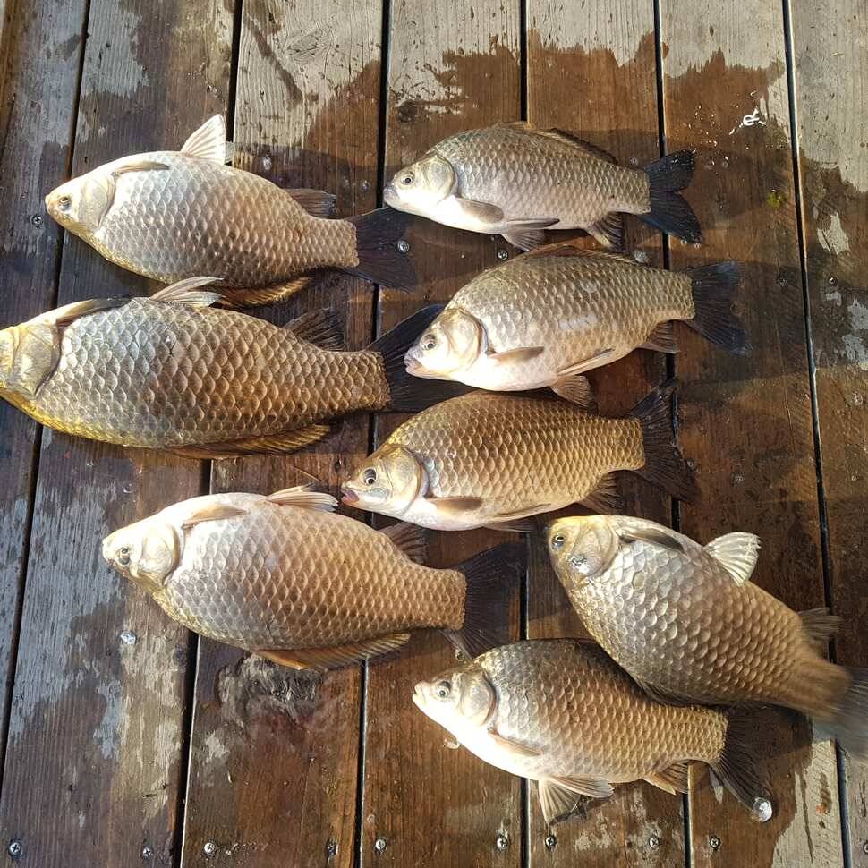 fish_pay_529d3_014050_14380.jpg