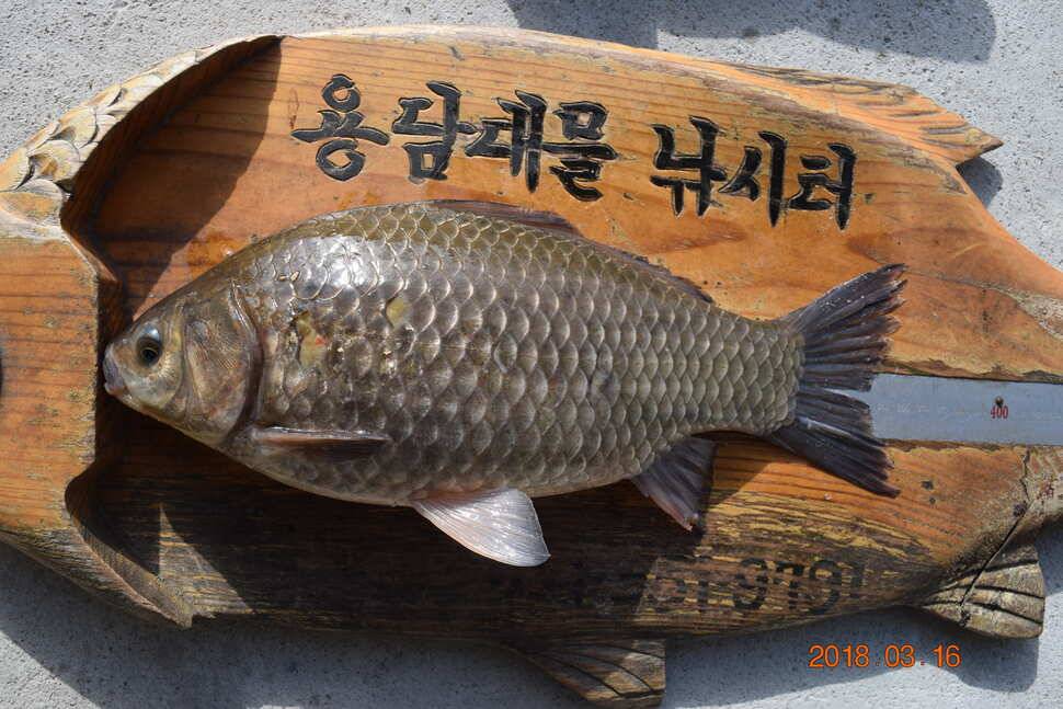 물많은용담지조황과방류 (유료터정보 - 유료터점주조황)