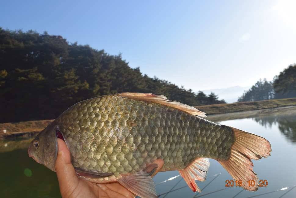 조황 (유료터정보 - 유료터점주조황)