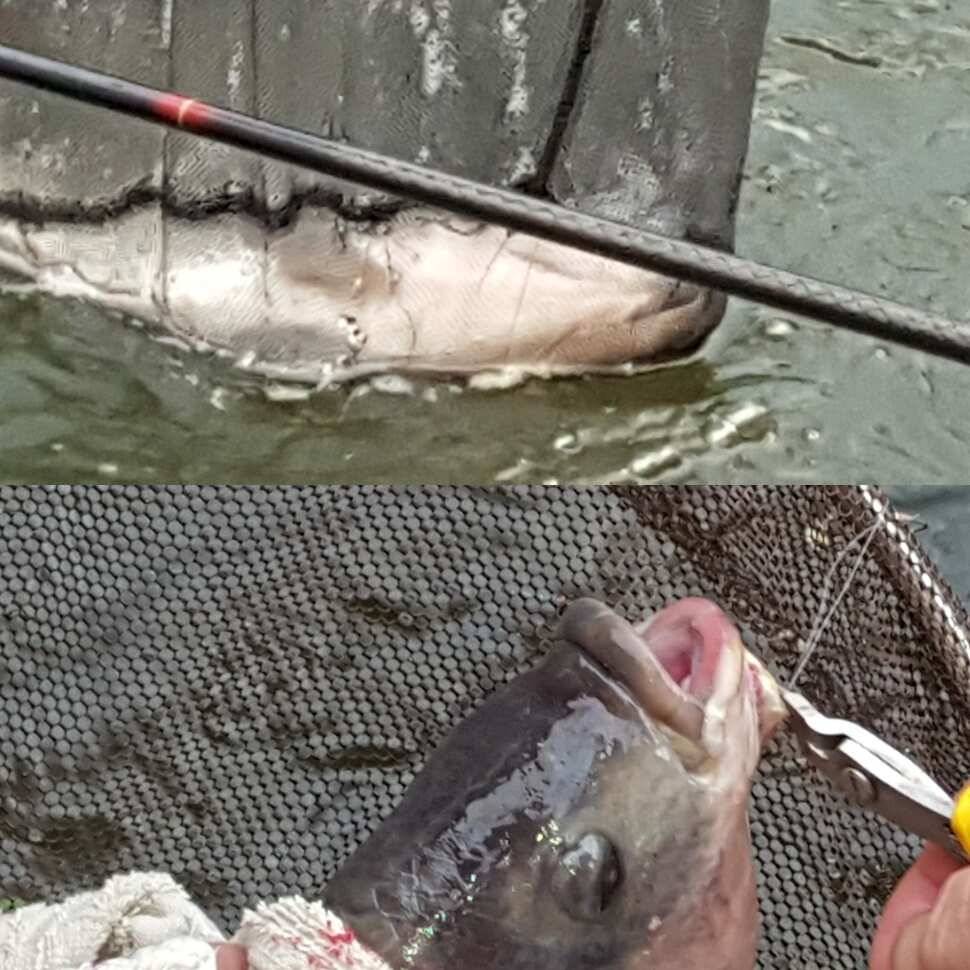 fish_pay_57073_070620_17221.jpg