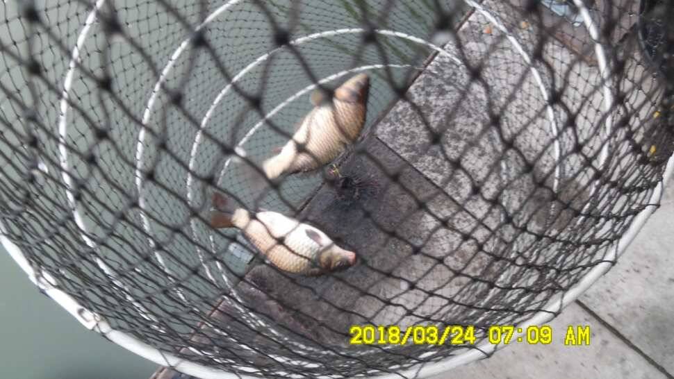반제지 조황정보와 붕어폭탄방류 (유료터정보 - 유료터점주조황)