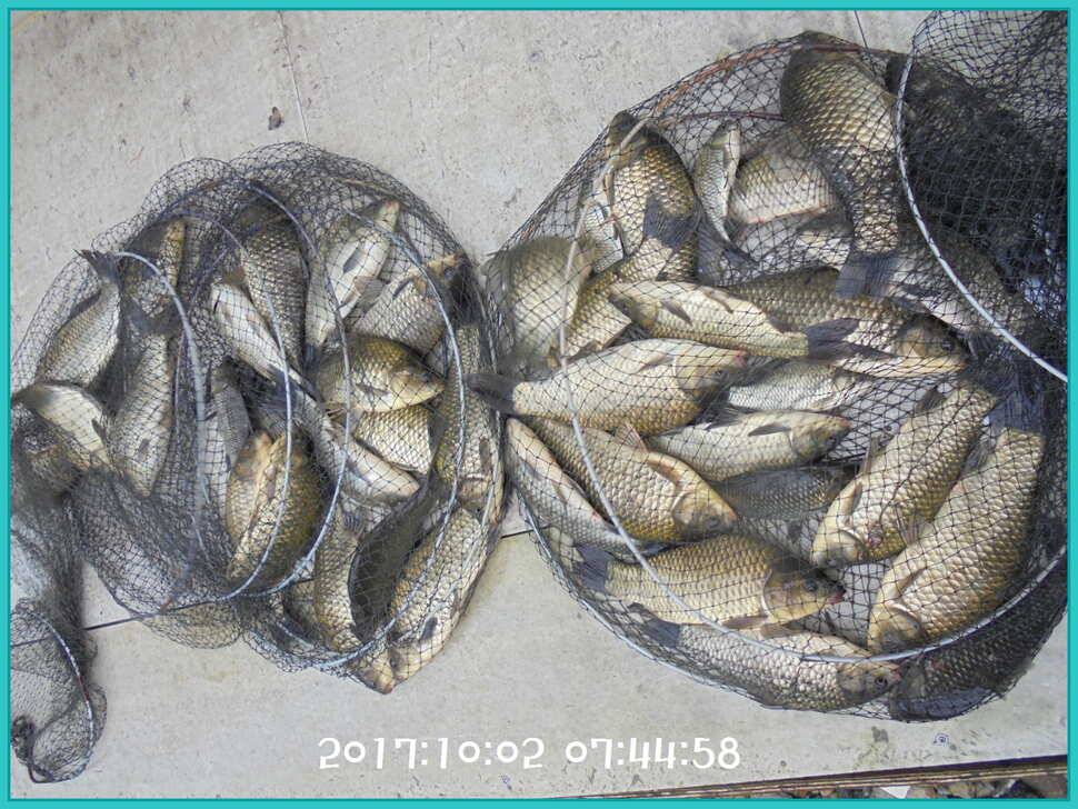 도심속의 작은 쉼터 화성 관리 낚시터입니다입질이 살아나고 있습니다 (유료터정보 - 유료터점주조황)