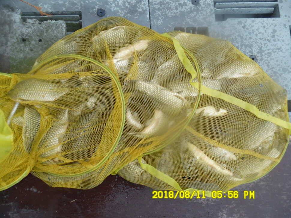 경주 동산낚시터 지난주 조황 (유료터정보 - 유료터점주조황)