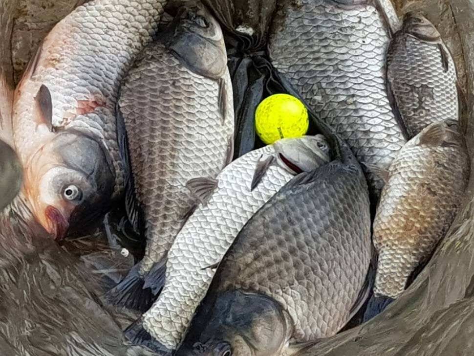 fish_pay_58292_094016_11676.jpg