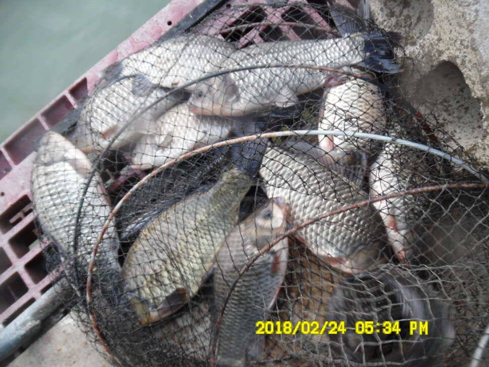 경주 동산낚시터 이번주 개장합니다 (유료터정보 - 유료터점주조황)