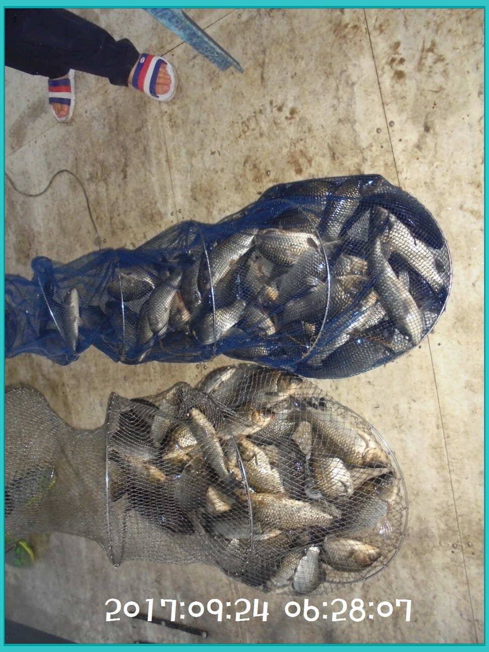 도심속의 작은 쉼터 화성 관리 낚시터입니다노지보단 방가로쪽 상류보단 하류쪽이 더 좋았습니다 (유료터정보 - 유료터점주조황)