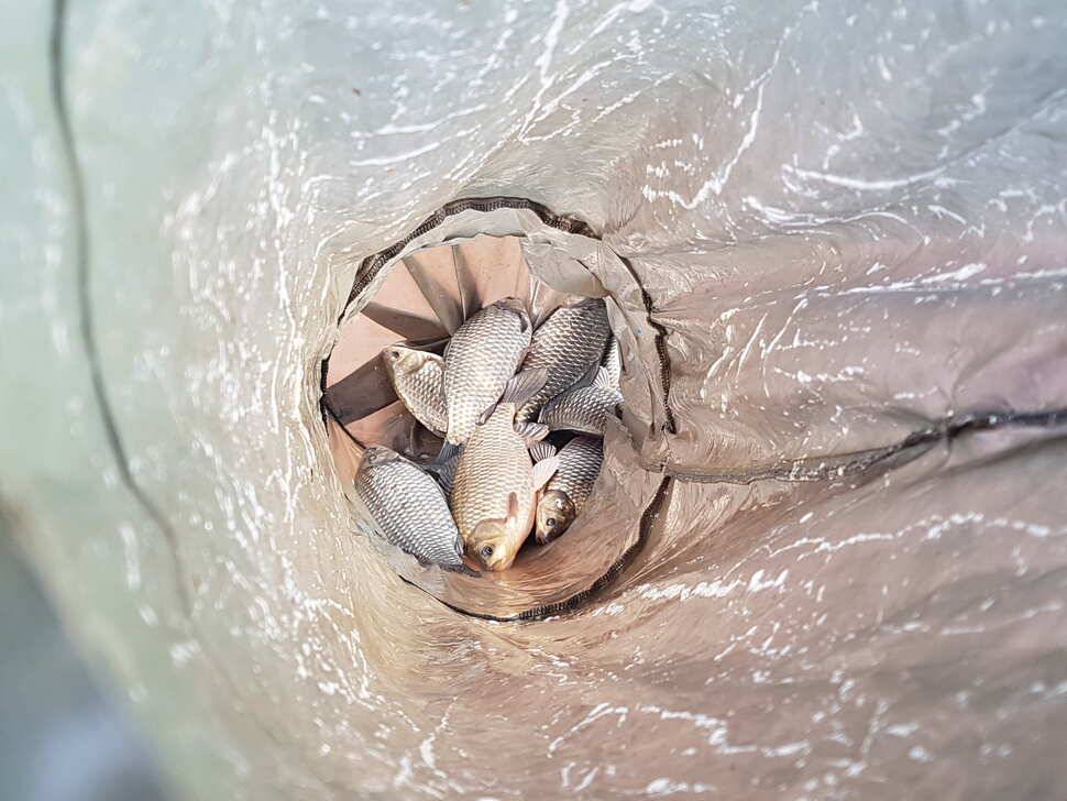 계속좋아지고 있네요 덩어리 (유료터정보 - 유료터점주조황)