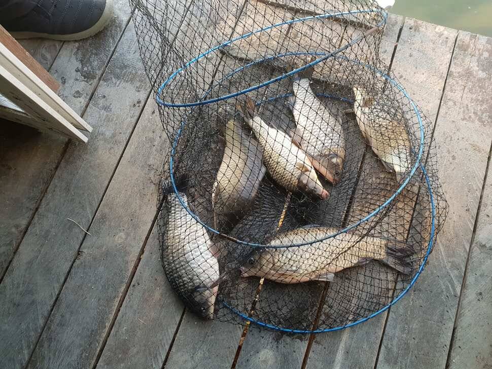 fish_pay_59061_091003_19663.jpg
