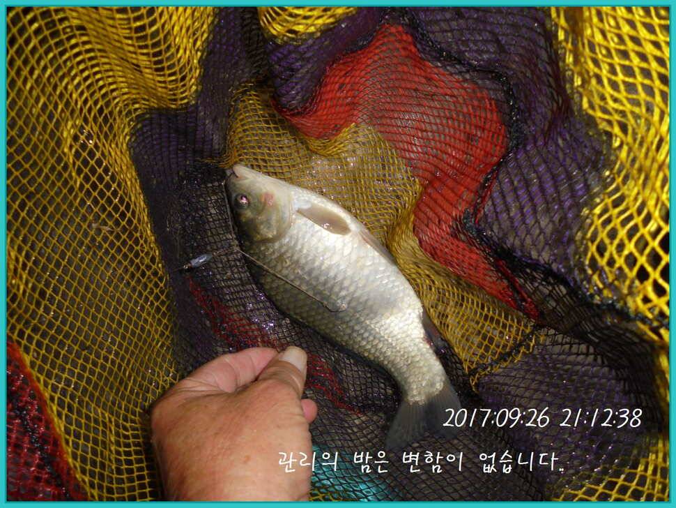 도심속의 작은 쉼터 화성 관리 낚시터입니다9월이여 안녕 (유료터정보 - 유료터점주조황)