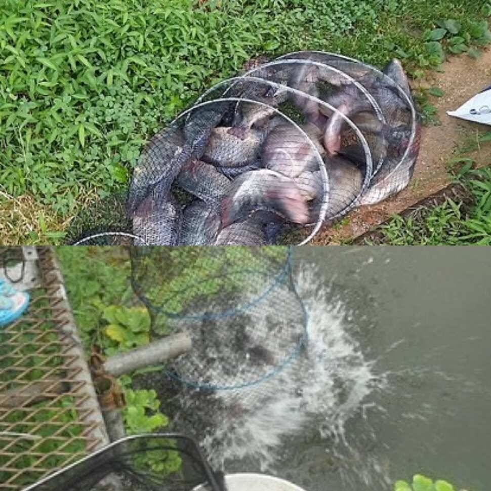 다산왕순산왕 (유료터정보 - 유료터점주조황)