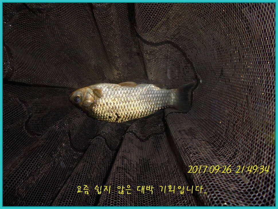 도심속의 작은 쉼터 화성 관리 낚시터입니다9월이여 안녕 (유료터정보 - 유료터점주조황)