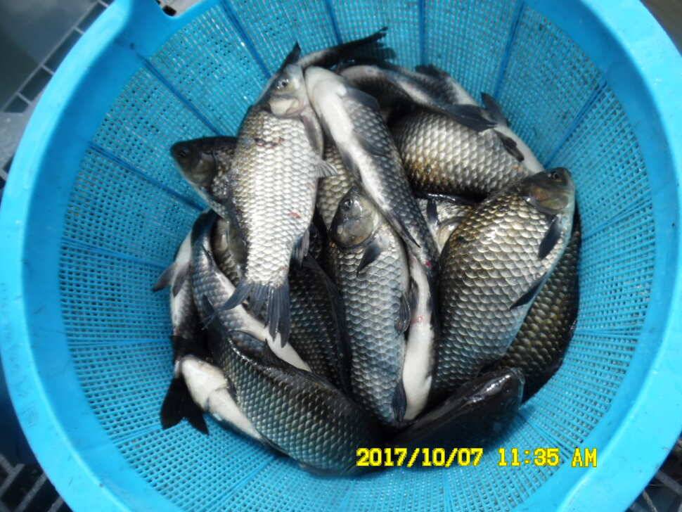 경주동산낚시터 지난주 조황 (유료터정보 - 유료터점주조황)