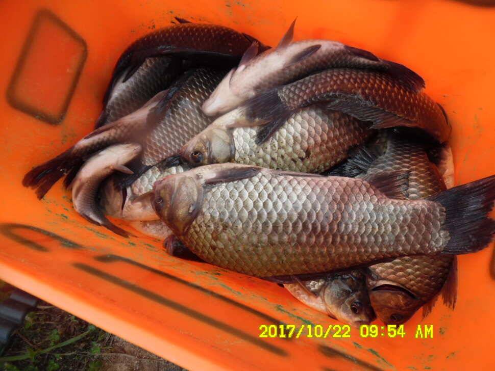 꾸준히 방류하는 경주 동산낚시터 지난주 조황 (유료터정보 - 유료터점주조황)