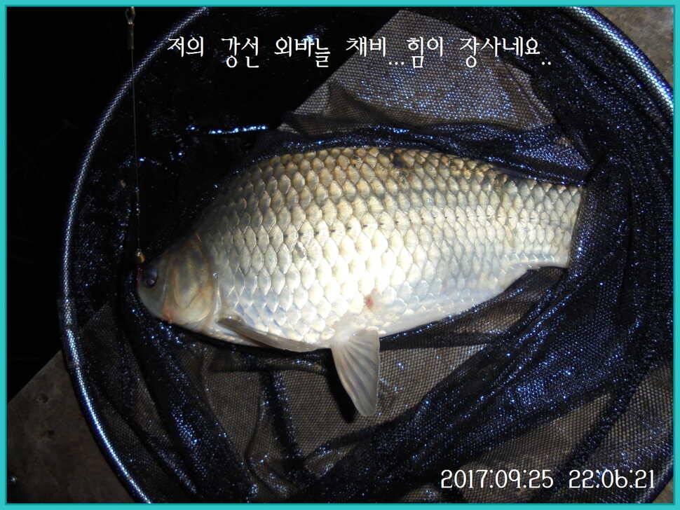 도심속의 작은 쉼터 화성 관리 낚시터입니다건강하고 풍성한 한가위 맞으소서 (유료터정보 - 유료터점주조황)
