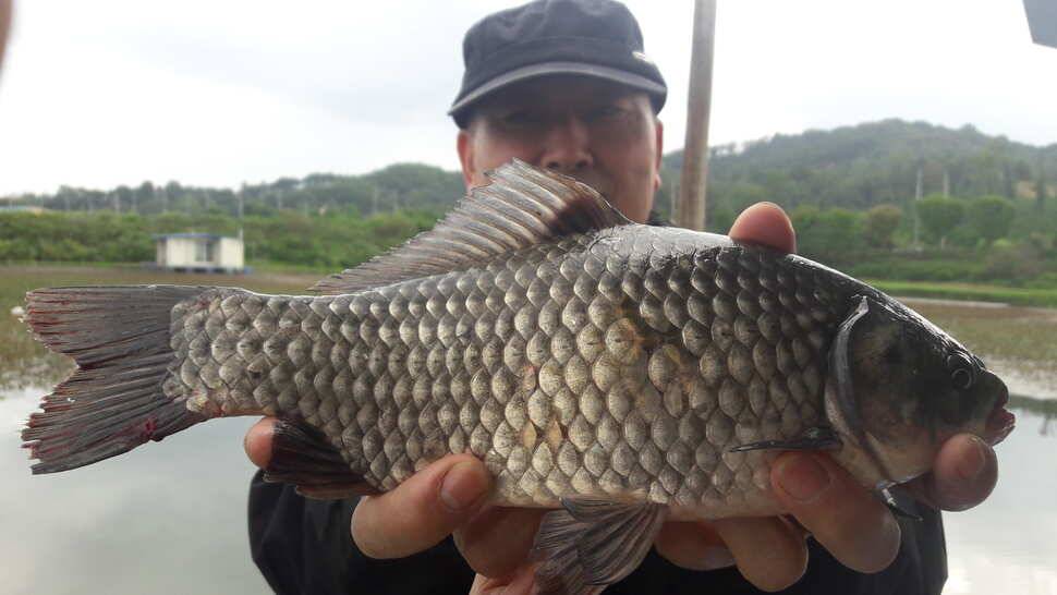 송전저수지 창신좌대 조황 (유료터정보 - 유료터점주조황)