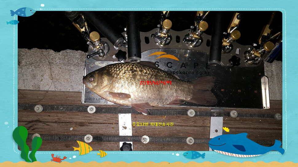 신원낚시터 12월 첫쨋주 조황소식과 방류 동영상 입니다 (유료터정보 - 유료터점주조황)