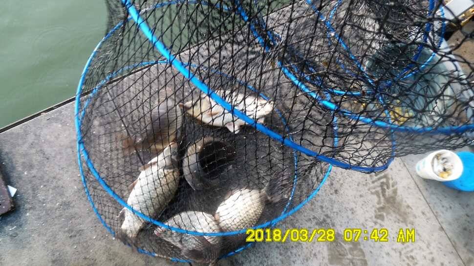 반제지 조황정보입니다 (유료터정보 - 유료터점주조황)