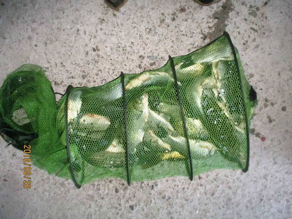 반제지 조황정보입니다 (유료터정보 - 유료터점주조황)