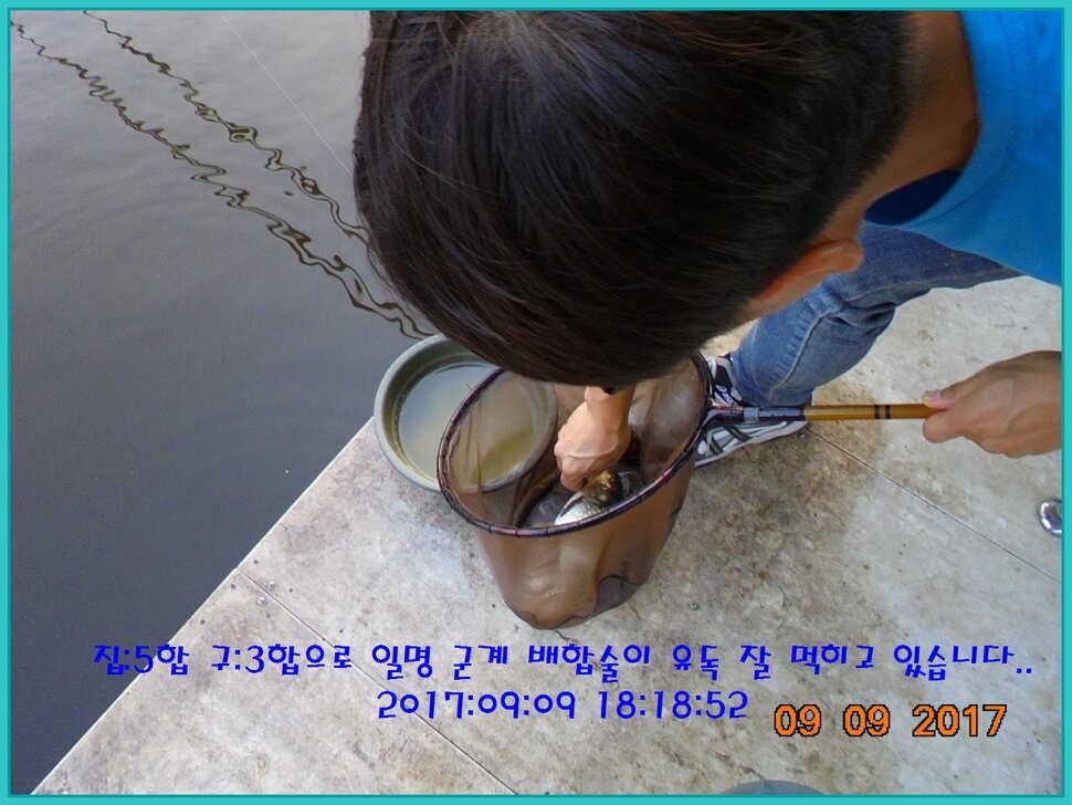 도심속의 작은 쉼터 화성 관리 낚시터입니다지처서 못하겠답니다 (유료터정보 - 유료터점주조황)