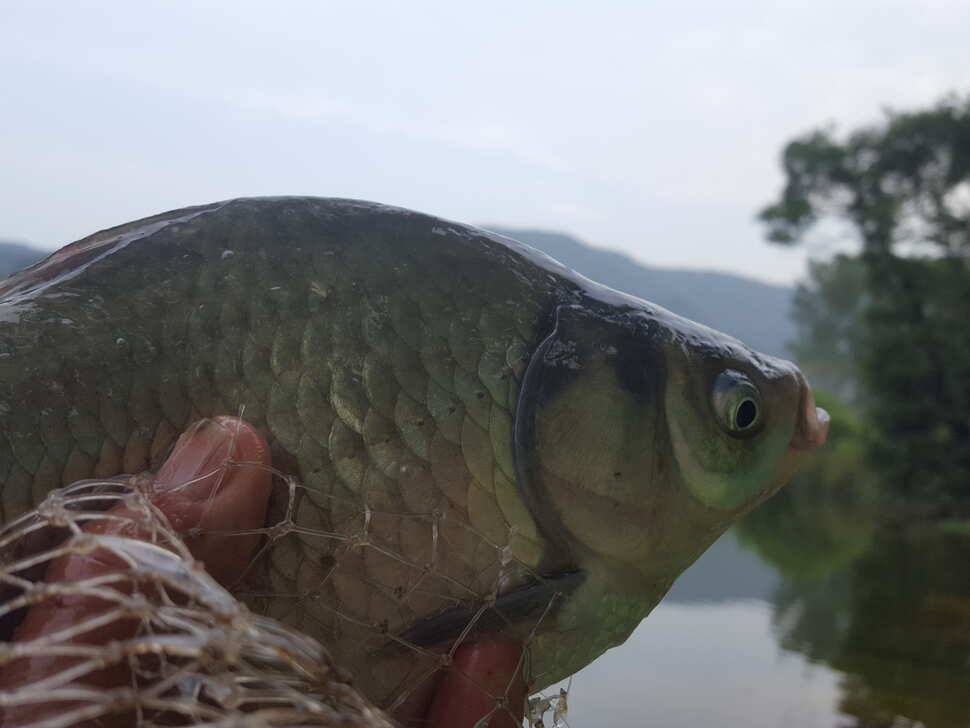 안성죽산장계지조항전경입니다 (유료터정보 - 유료터점주조황)