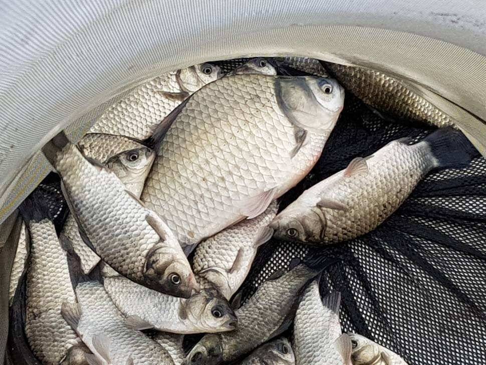 fish_pay_628b7_081700_65591.jpg