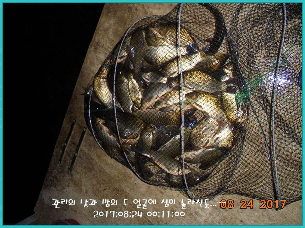 도심속의 작은 쉼터 화성 관리 낚시터입니다수확의 계절입니다 (유료터정보 - 유료터점주조황)