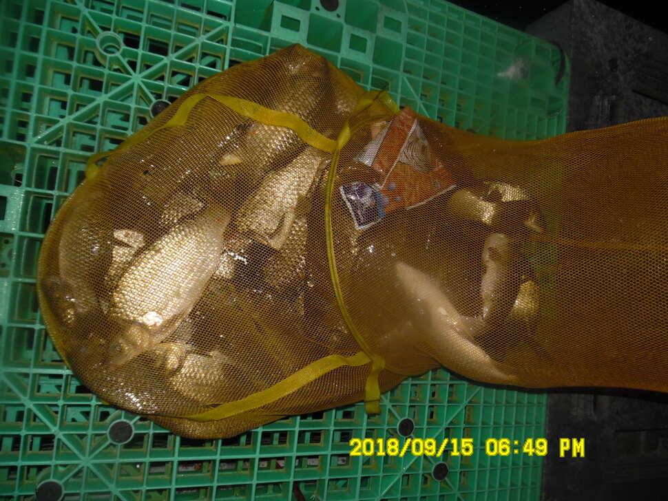 경주 동산낚시터 지난주 조황 (유료터정보 - 유료터점주조황)