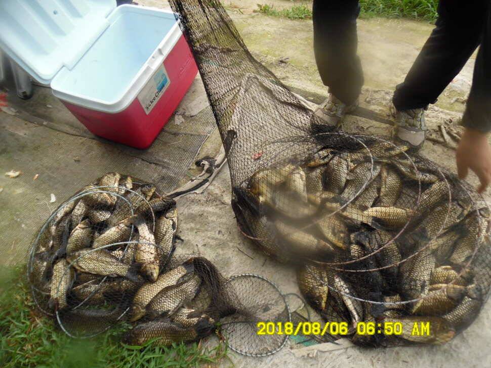 경주 동산낚시터 지난주 조황 (유료터정보 - 유료터점주조황)