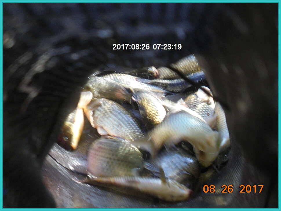 도심속의 작은 쉼터 화성 관리 낚시터입니다밤은 행복입니다 (유료터정보 - 유료터점주조황)