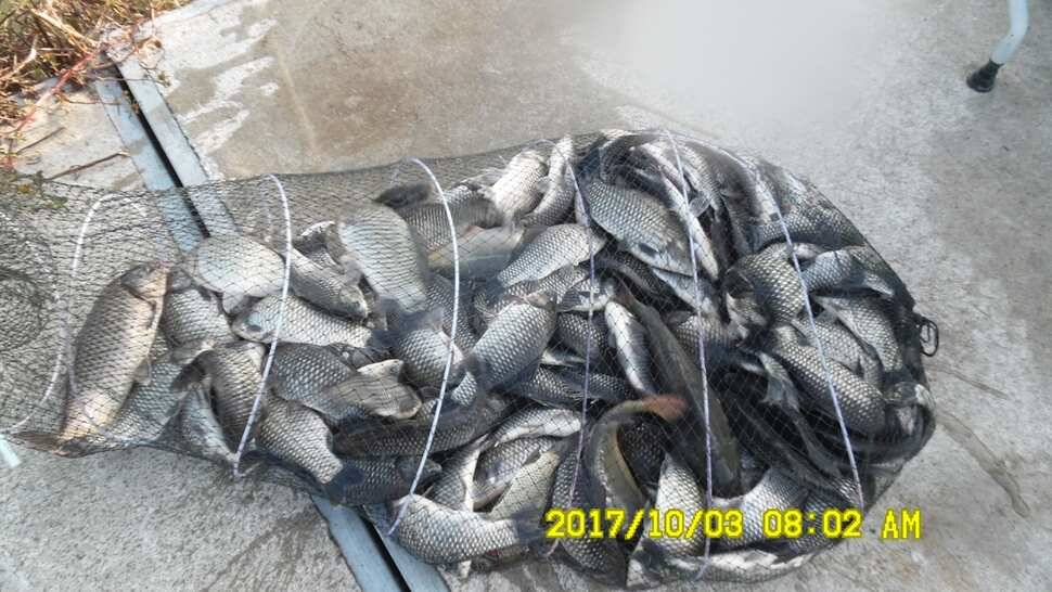 반제지 대박조황은 쭈욱 (유료터정보 - 유료터점주조황)