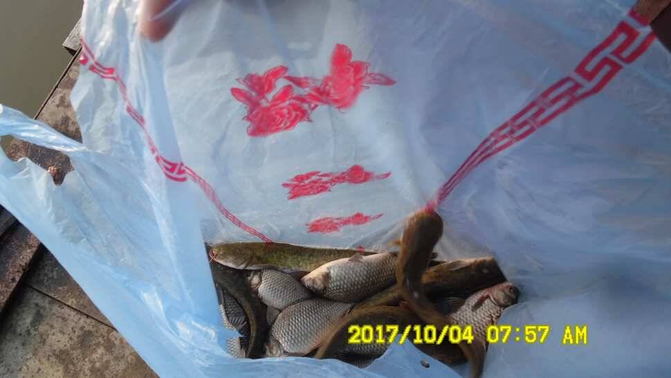 안성시장배전국민물낚시대회 티켓마감임박 10월4일반제지조황 (유료터정보 - 유료터점주조황)