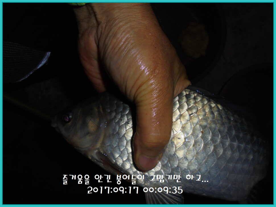 도심속의 작은 쉼터 화성 관리 낚시터입니다 (유료터정보 - 유료터점주조황)