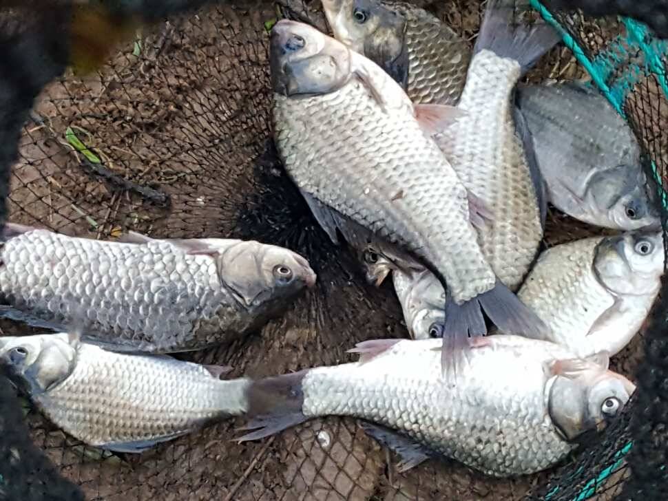 안성죽산장계지조항전경입니다 (유료터정보 - 유료터점주조황)