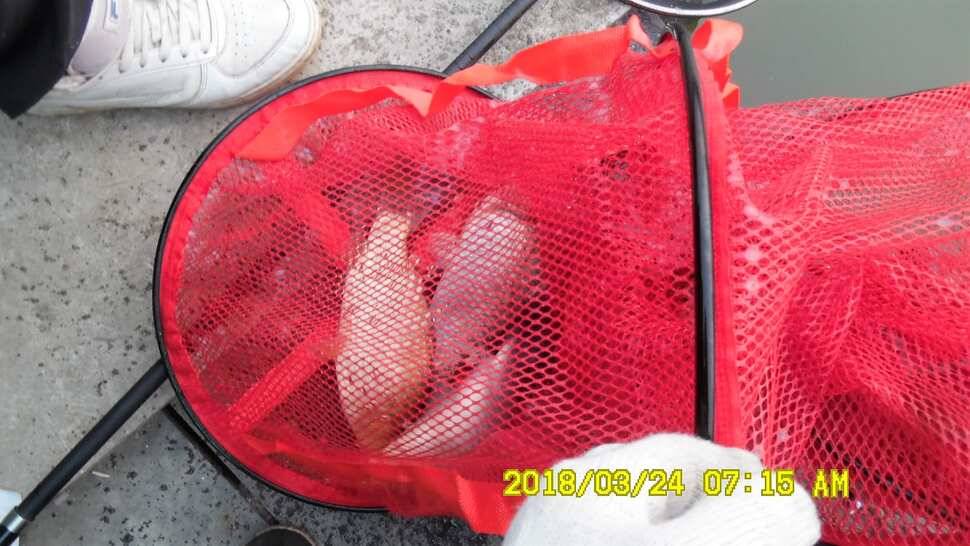 반제지 조황정보와 붕어폭탄방류 (유료터정보 - 유료터점주조황)