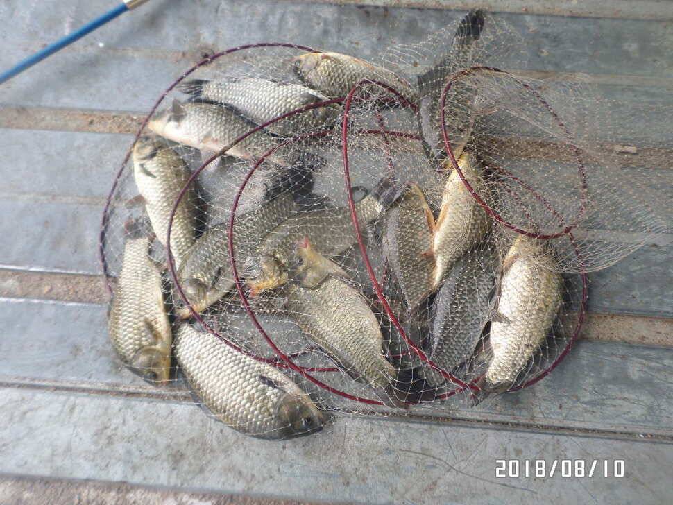 fish_pay_66d2e_045022_47651.jpg