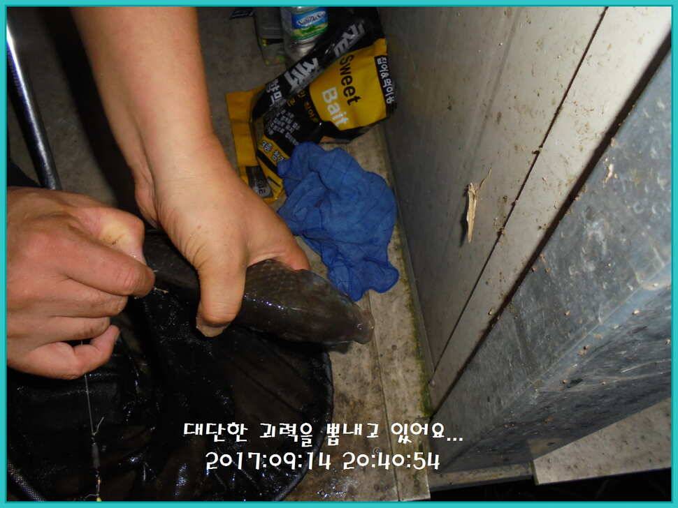 도심속의 작은 쉼터 화성 관리 낚시터입니다아주 좋습니다 (유료터정보 - 유료터점주조황)