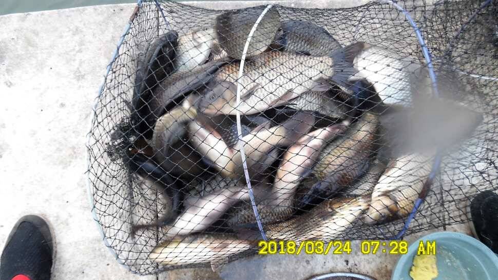반제지 조황정보와 붕어폭탄방류 (유료터정보 - 유료터점주조황)