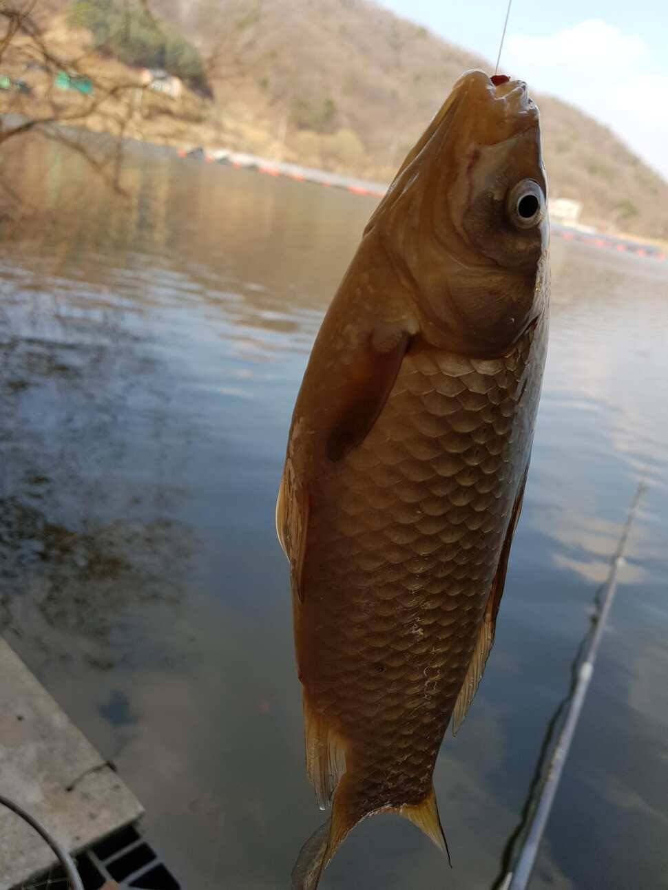 깊은계곡속에자리잡은장계지에서 (유료터정보 - 유료터점주조황)