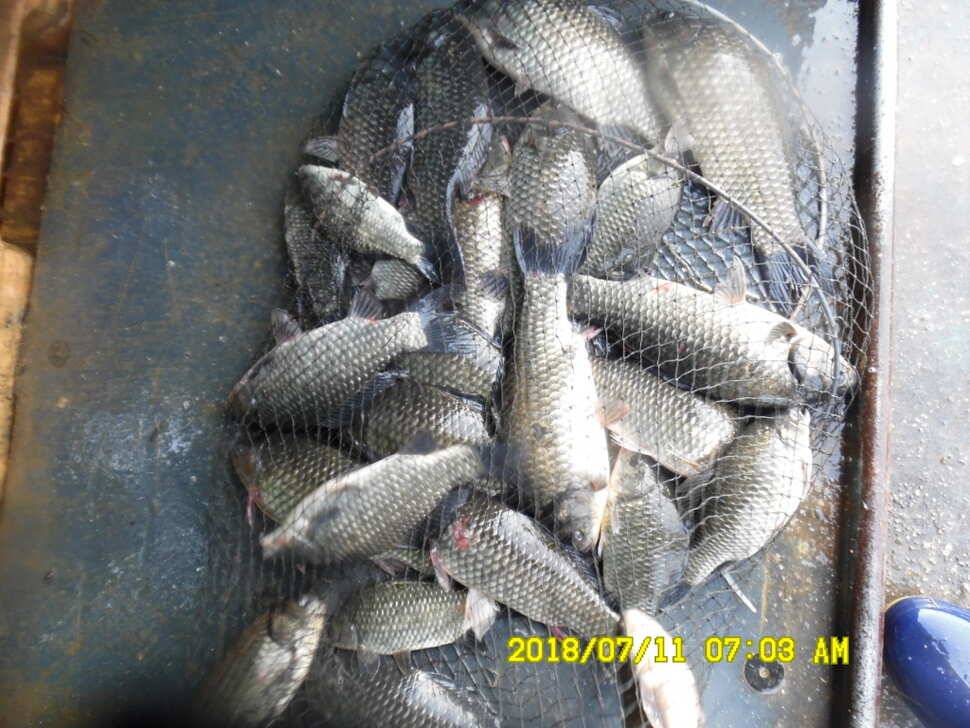 경주 동산낚시터 지난주부터 막나옵니다 (유료터정보 - 유료터점주조황)