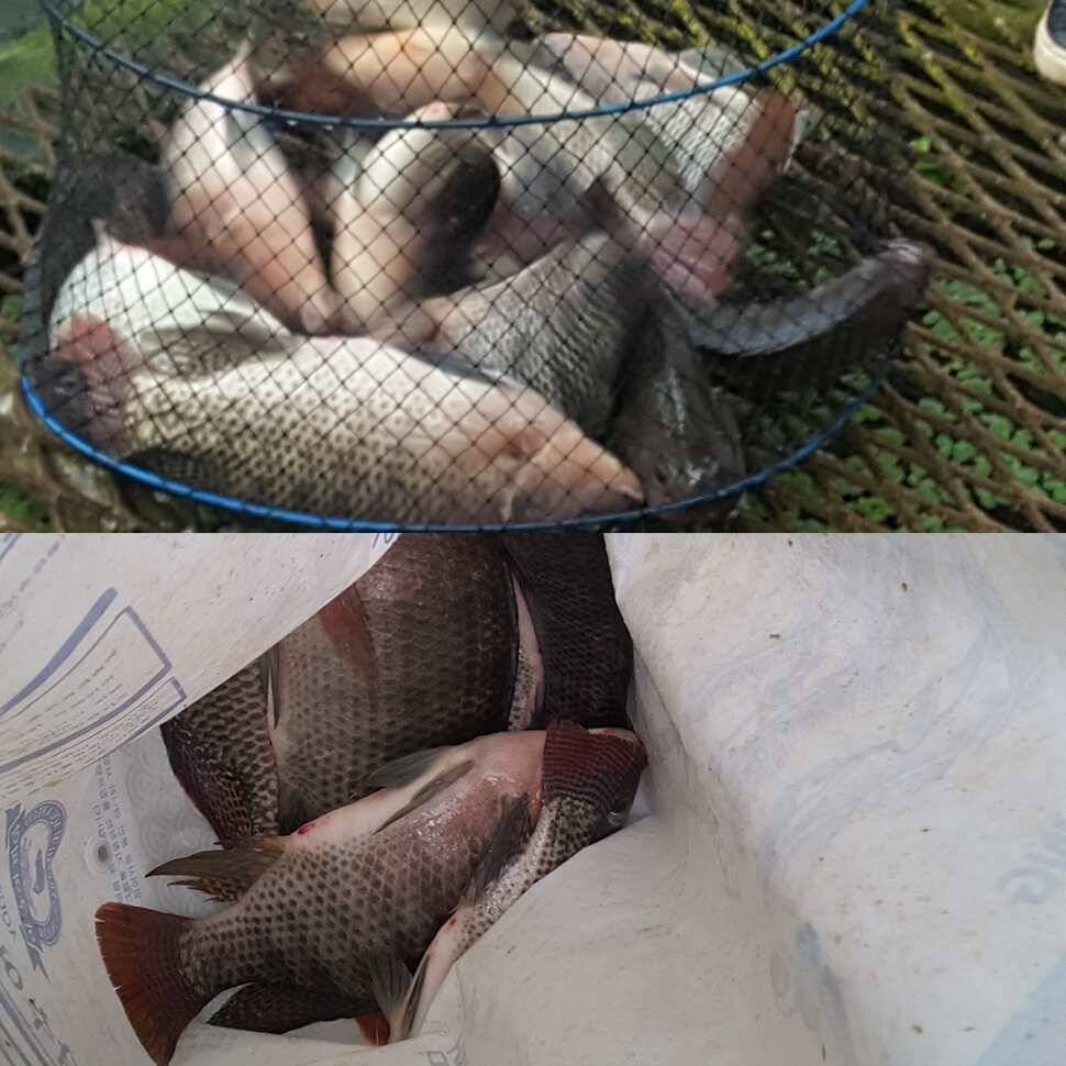 fish_pay_6cf49_070846_80156.jpg