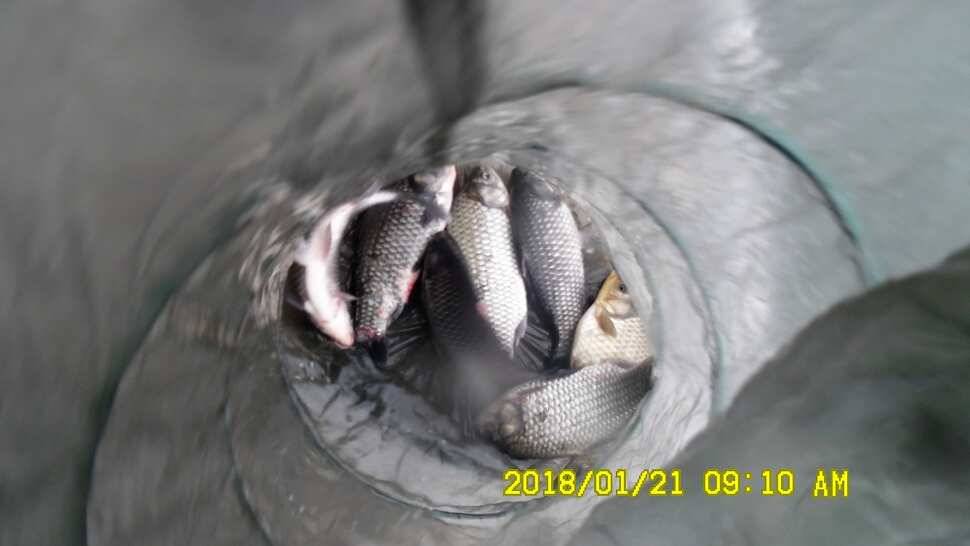 반제지4짜월척과 붕어마리수조황 (유료터정보 - 유료터점주조황)