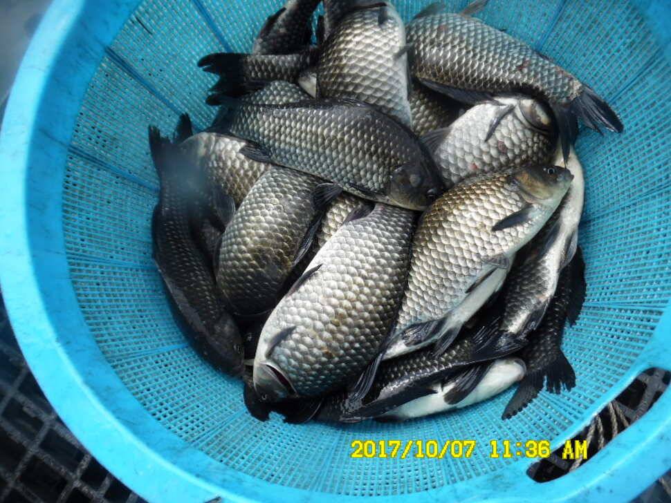 경주동산낚시터 지난주 조황 (유료터정보 - 유료터점주조황)