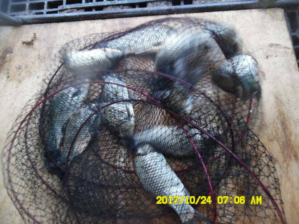 경주 동산낚시터 의 꾸준한 조황 (유료터정보 - 유료터점주조황)