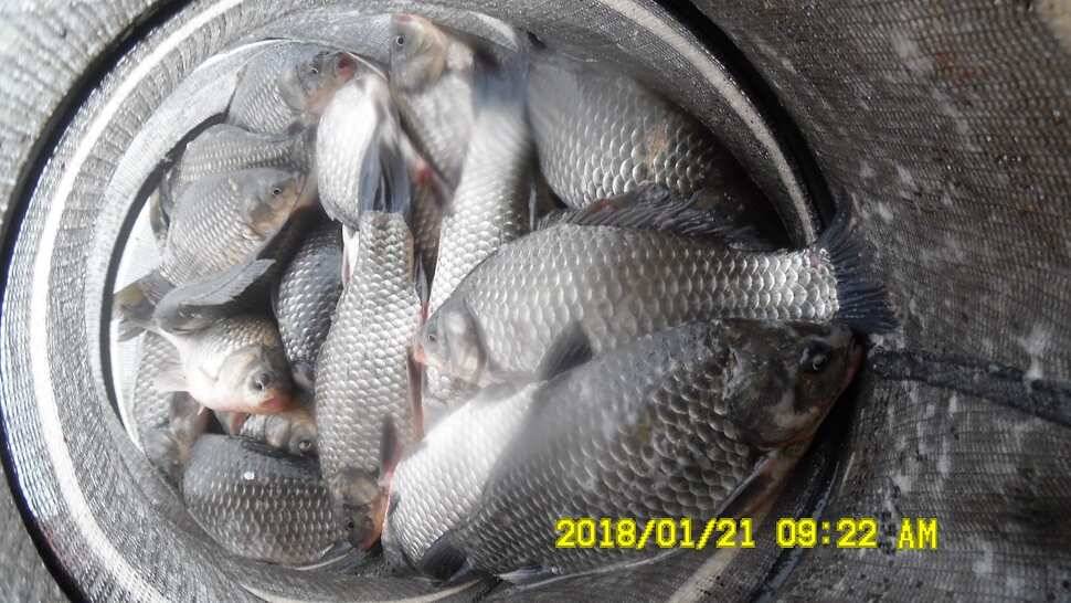 반제지4짜월척과 붕어마리수조황 (유료터정보 - 유료터점주조황)