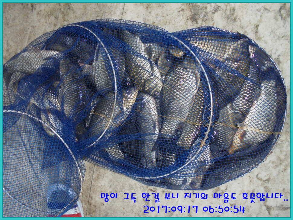 도심속의 작은 쉼터 화성 관리 낚시터입니다수확의 계절 답습니다 (유료터정보 - 유료터점주조황)
