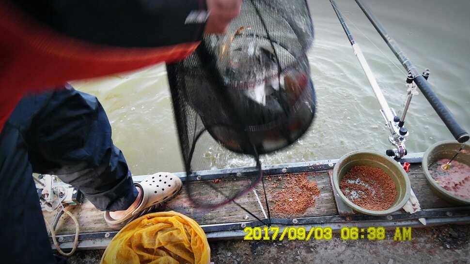 반제낚시터 주말조황정보 (유료터정보 - 유료터점주조황)