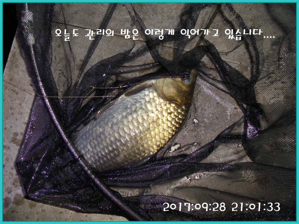 도심속의 작은 쉼터 화성 관리 낚시터입니다행복하고 풍성한 온 가족 화목한 추석 보내셨습니까 (유료터정보 - 유료터점주조황)
