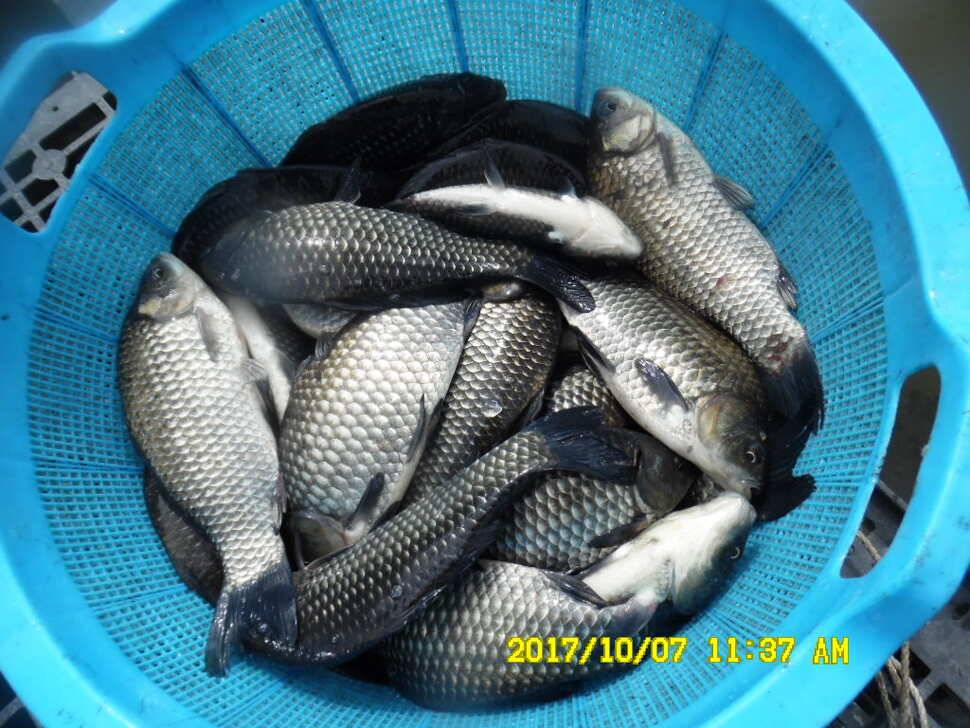 경주동산낚시터 지난주 조황 (유료터정보 - 유료터점주조황)
