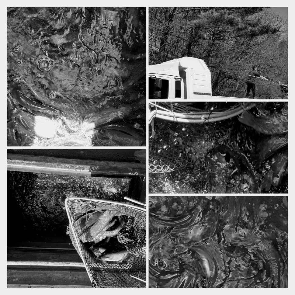 멍 (유료터정보 - 유료터점주조황)