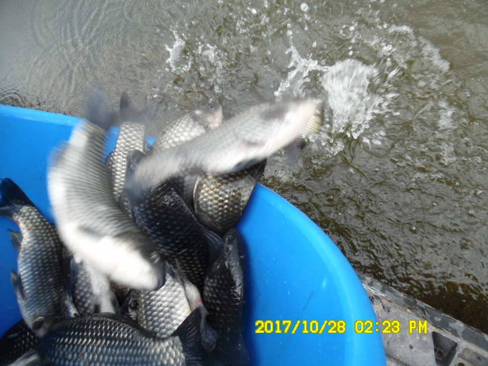 경주 동산낚시터 의 꾸준한 조황 (유료터정보 - 유료터점주조황)